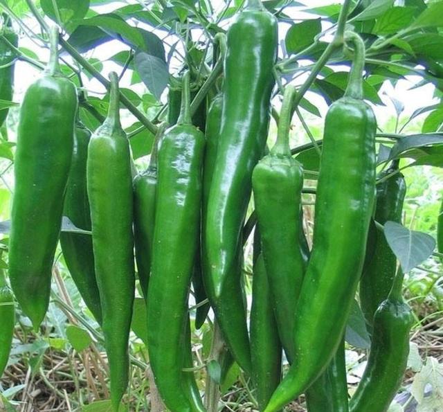 秋意浓,国庆假期马上来临,居家旅行多吃这个,不怕感冒!