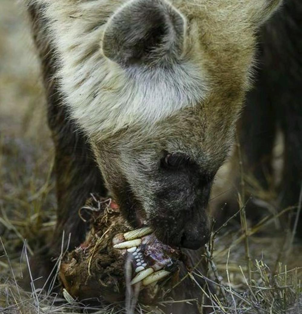 动物世界残忍厮杀的悲剧瞬间平头哥再强小平头还是难逃一死
