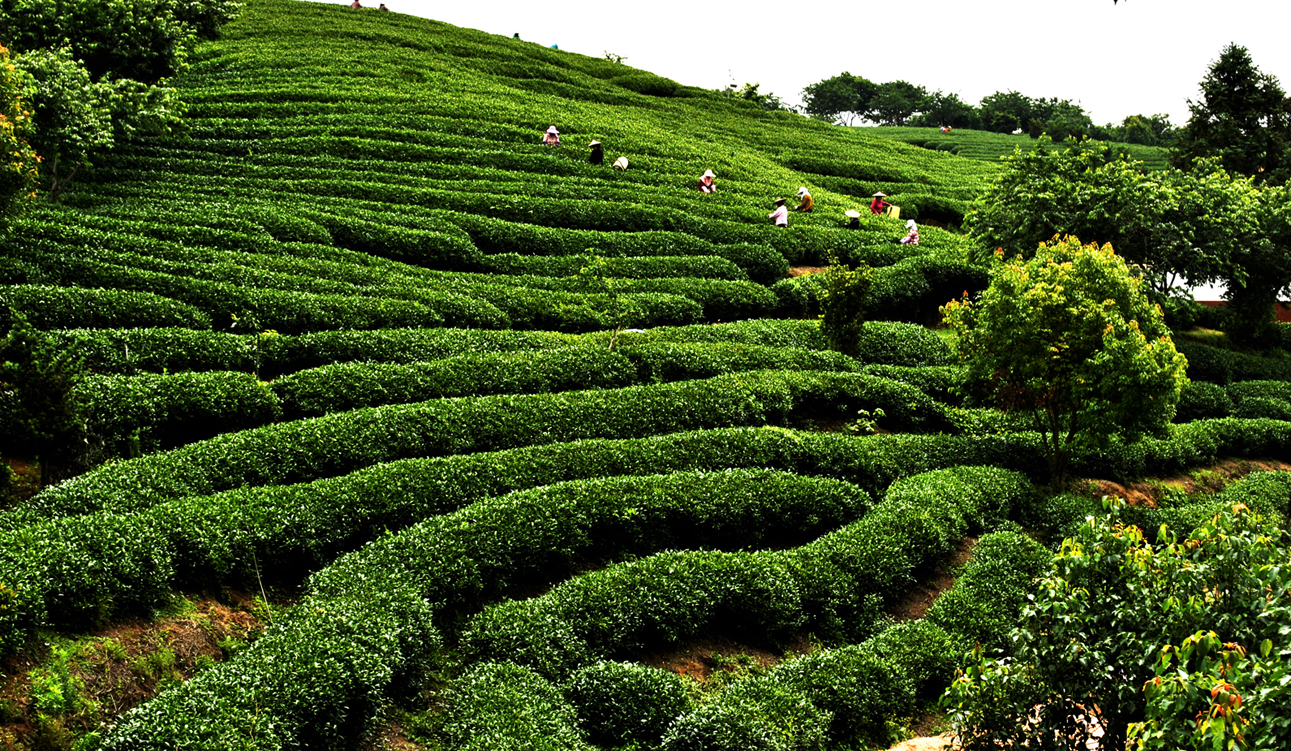 旅拍永福高山茶种植基地 一抹苍翠描摹了荒野