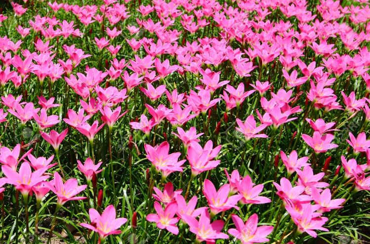 外形像韭菜的风雨花为何在狂风暴雨中会生长得更快
