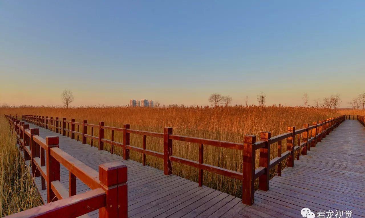 河北胜芳湿地芦苇金黄