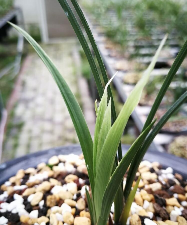 春兰多艺素心芽艺欣赏