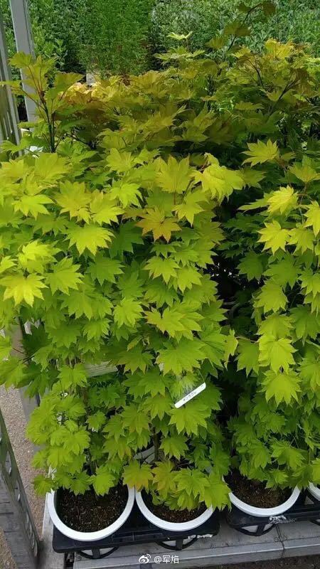 好的来了金隐是我反复提到过的不是那么强的品种尤其是幼苗期