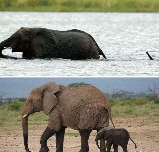 小象跟妈妈过河变潜水艇,也是唯一有祖母角色的动物