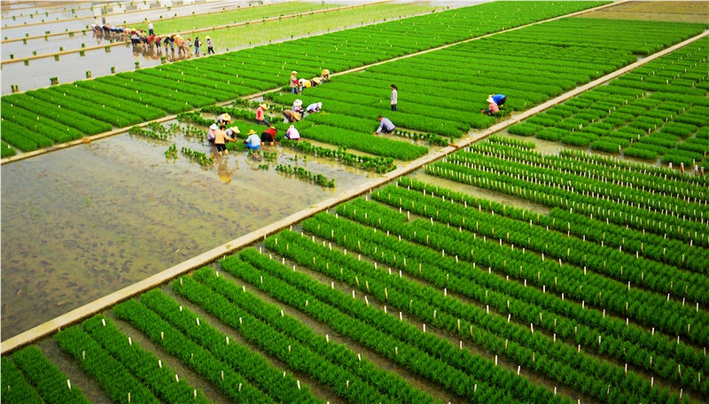希望田野,江南水乡,原野换新装;片片水田秧苗,满地泥土飘香.