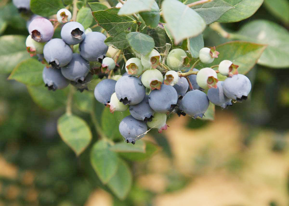 森林里的一种蓝色野果被称作浆果之王40一斤成稀罕水果