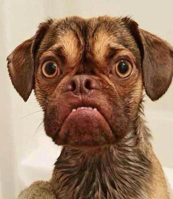 5种奇葩的狗,最后一个不是一般的帅|哈士奇|对视|有型_新浪新闻