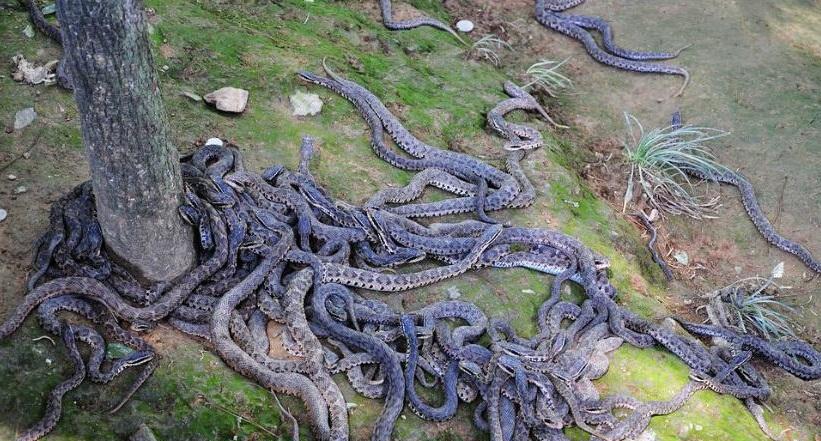 澳大利亚毒蛇泛滥成灾图片