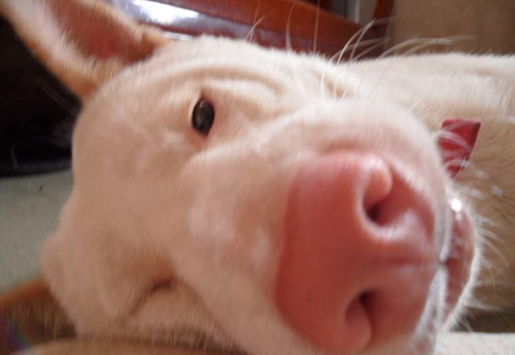 爆料狗狗的丑照, 简直丑死狗了!