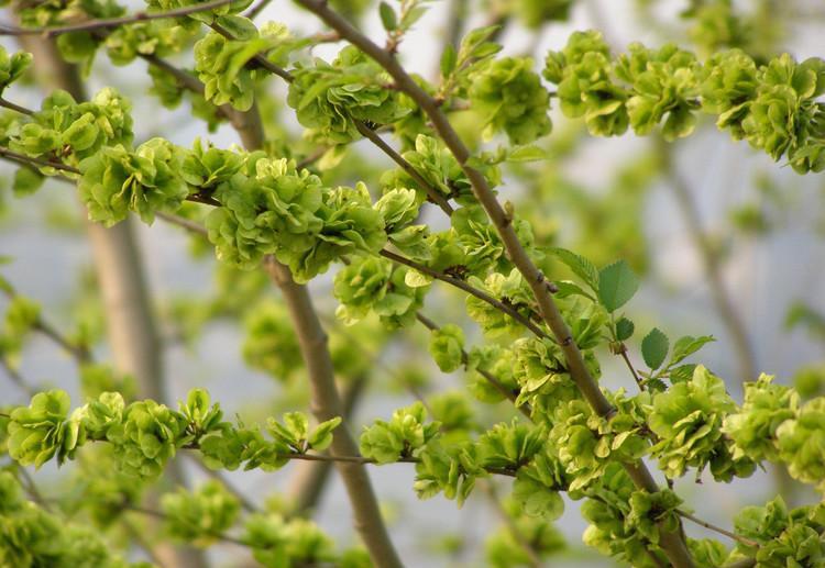 春天一到,榆钱树就会开始长出嫩嫩的新芽,那个时候农民就会趁鲜嫩采摘