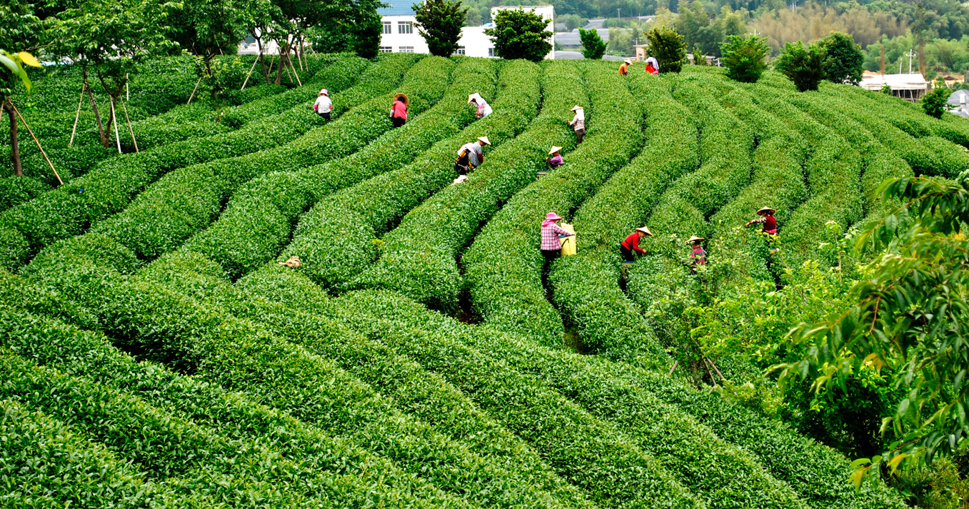 旅拍永福高山茶种植基地 一抹苍翠描摹了荒野