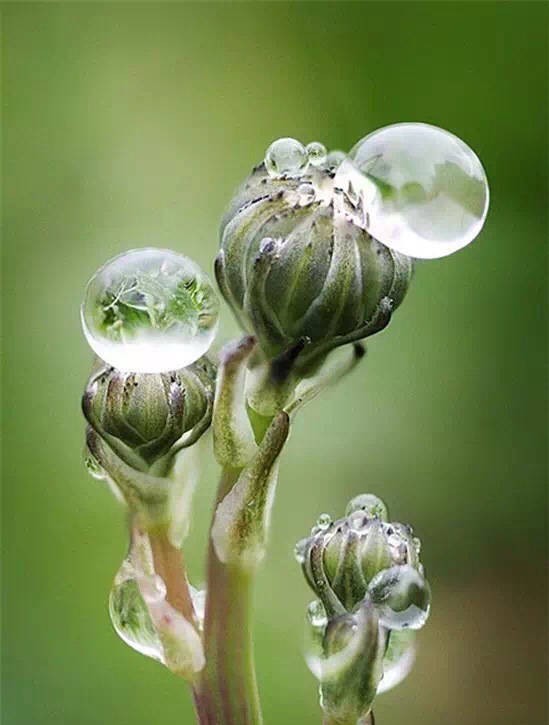 滴露玲珑玉,晶莹剔透心_新浪看点