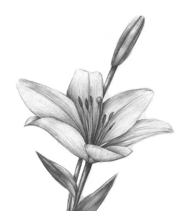 素描百合的教程,收藏学习了~67|百合|素描|百合花_新浪新闻