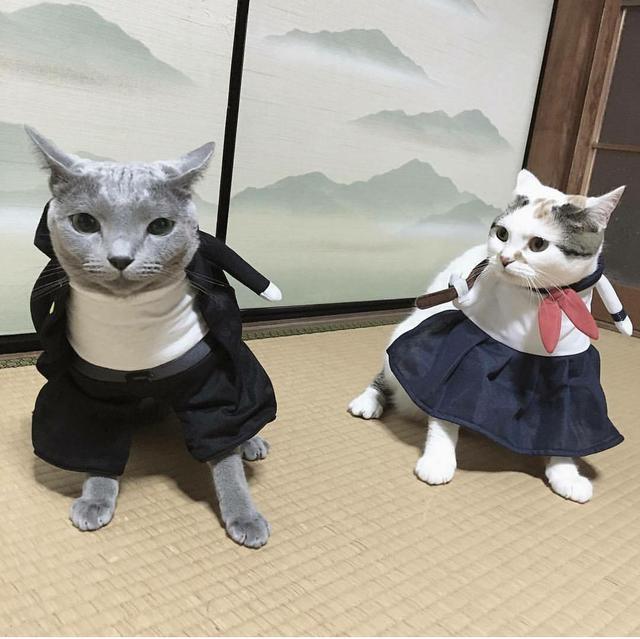 猫咪也爱玩cosplay这么萌的造型你忍心错过吗