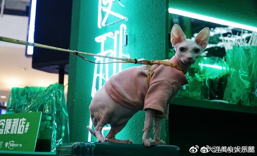 喵匠猫主题咖啡