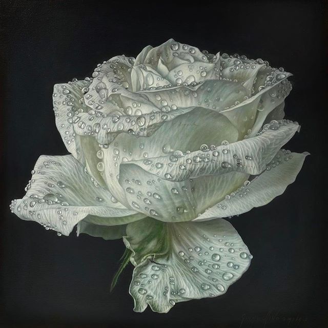 67676767676767gioacchinopassini的白玫瑰