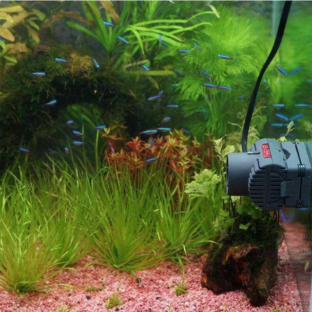 概述鱼缸造浪泵的作用和应该摆放的位置