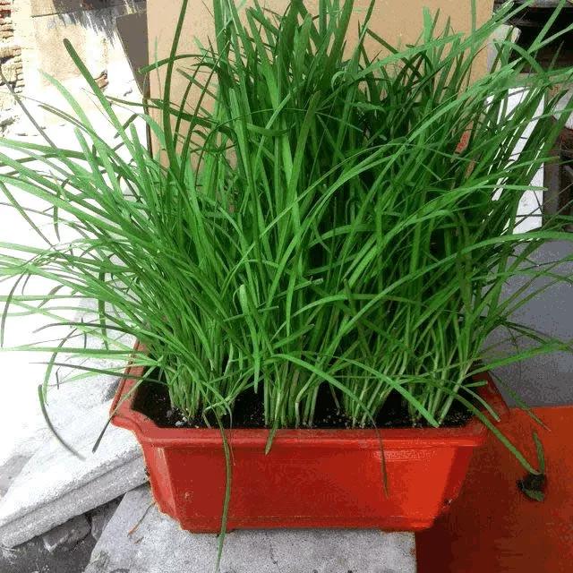 最适合家庭阳台盆栽的几种蔬菜,一个花盆种出来,一年四季有菜吃