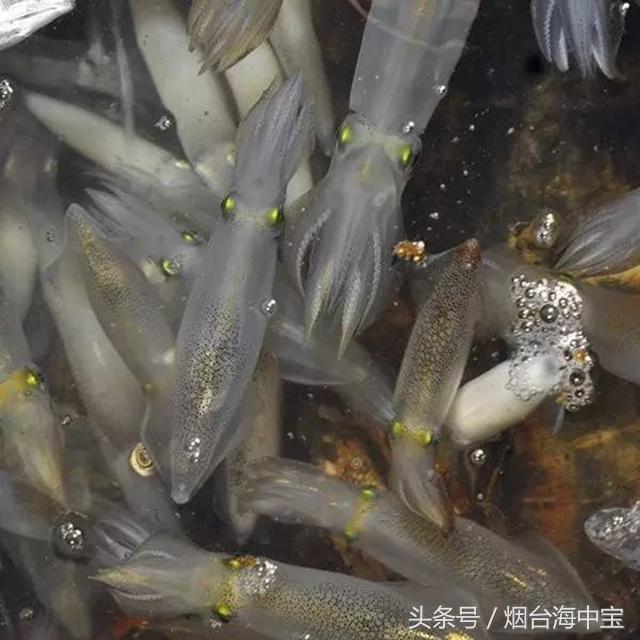 笔管鱼也分许多种,若吃到黄金笔管鱼你可就赚了!!|笔管|鱿鱼|鱼_新浪新闻