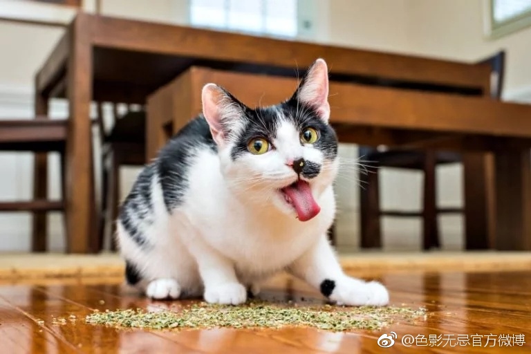 当一只猫吃了 大麻