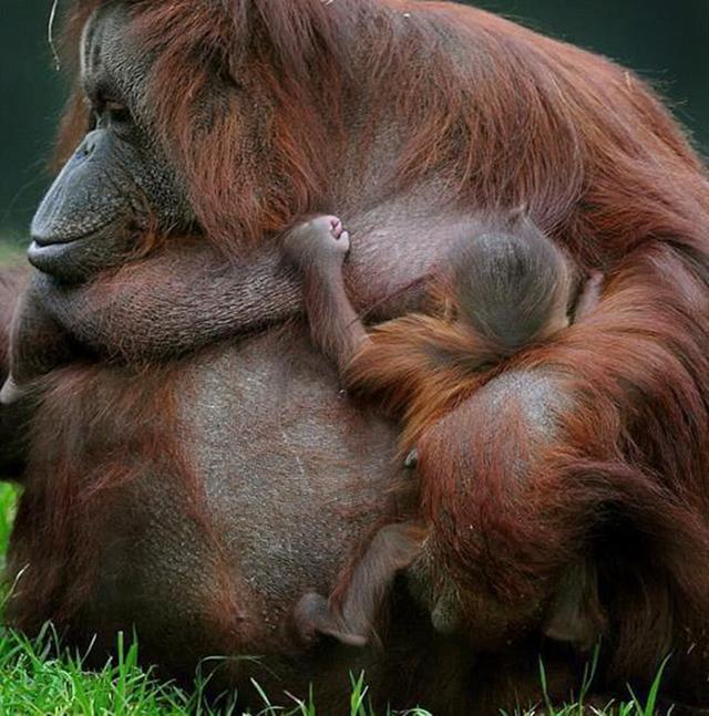 40岁母猩猩首次生孩子