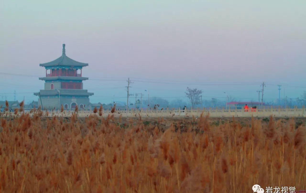 河北胜芳湿地芦苇金黄