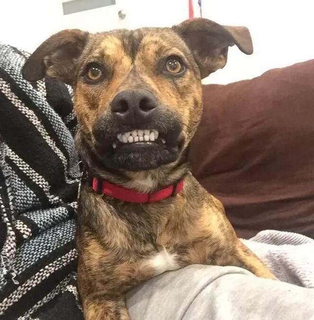 领养一只龅牙的狗狗,真是表情包的存在!