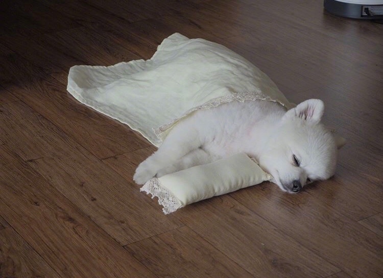 泡菜国的汪豆腐,每天吹着空调裹紧小被子,睡眠质量一级棒