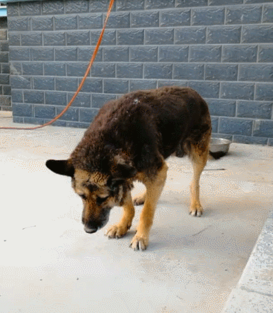 田园犬陪伴主人18年,非常值得看的一篇文章|田园|主人|偷狗贼_新浪