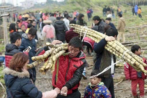 越南人来广西砍甘蔗,工资比在越南打工多几倍!