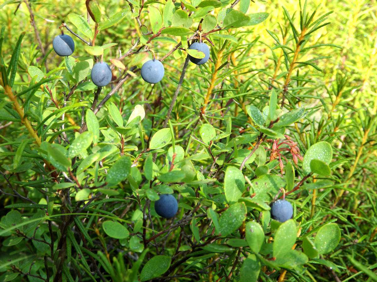 不过却是野生的蓝莓,野生蓝莓在我国可以说非常少见,只在东北的大小