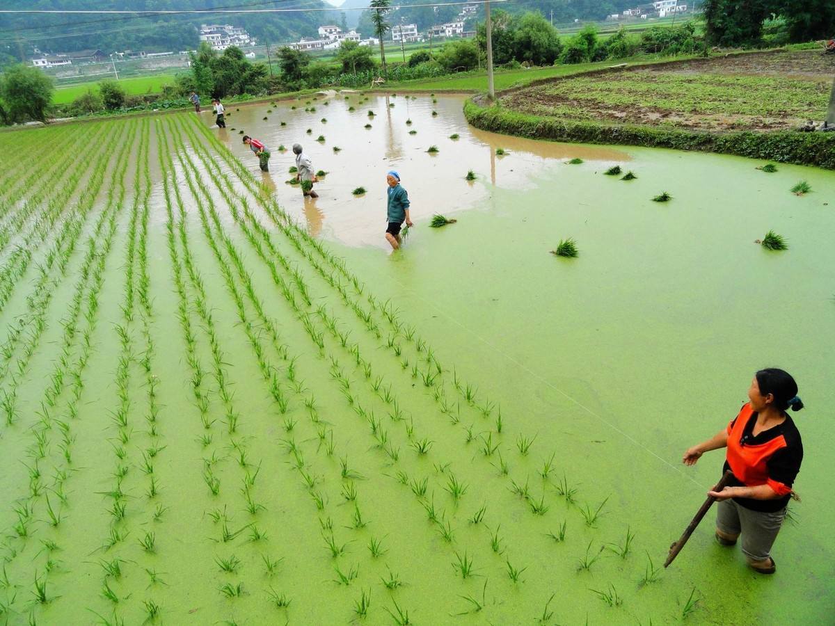 农村俗语会插不会插瞅你两只脚如何从脚判断ta是否会插秧