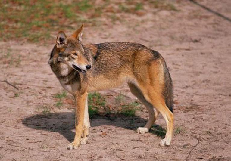但其实这是两个不同的物种,红狼是生存在美洲地区的一种犬科动物,体长