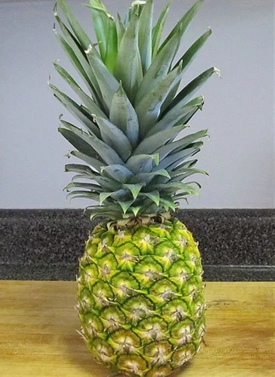 在家里就能轻松养活的15种盆栽蔬菜,种阳台上比花卉还好看