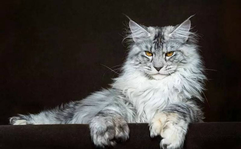 最高冷的五种猫咪,图2是猫中贵族,图5不喜欢被人摸