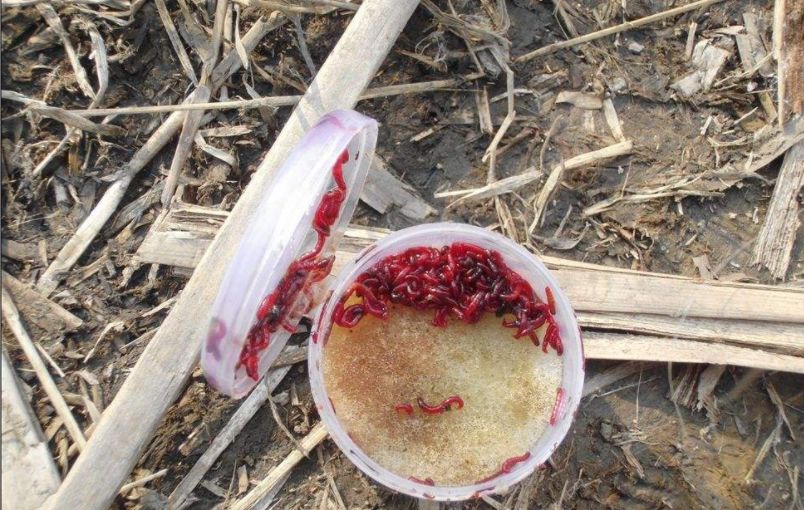 一分钟学会红虫"保鲜"的窍门!3种方法仍你选,可保存半个月