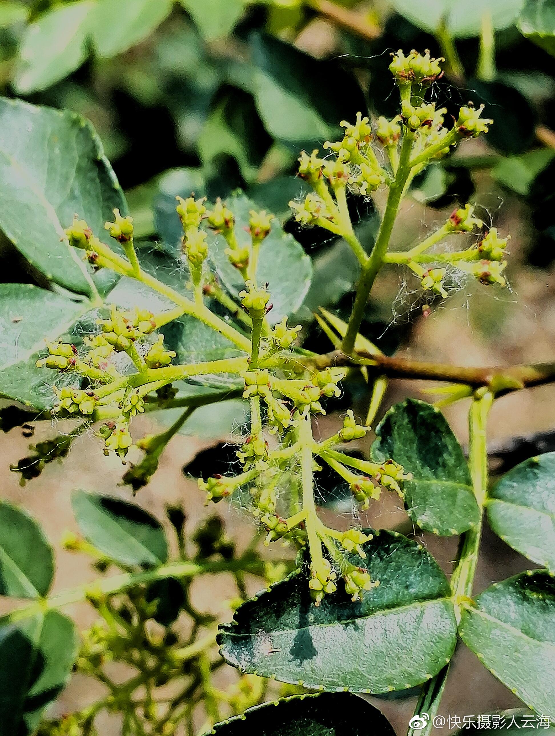 植物花卉花椒花