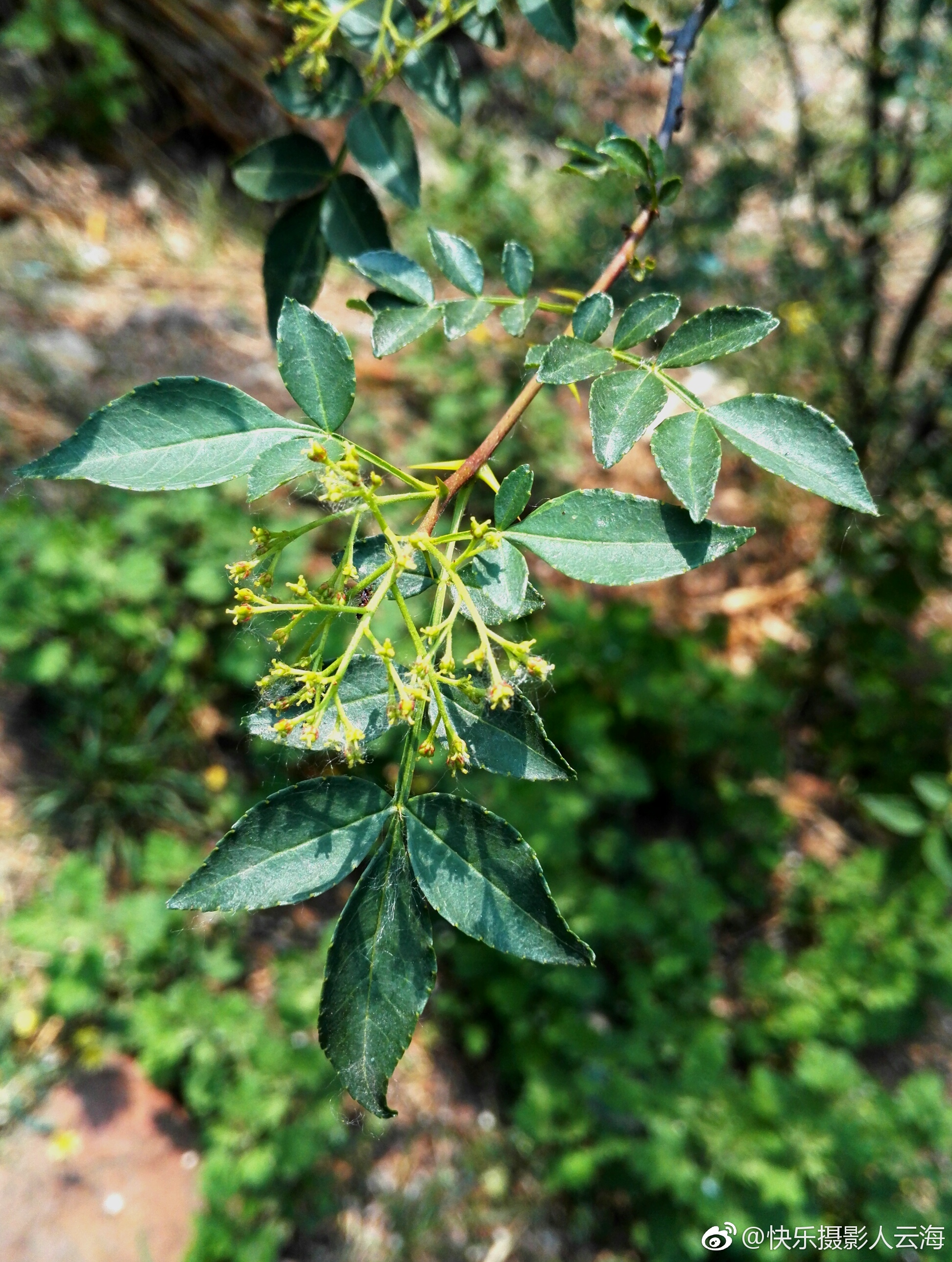 植物花卉花椒花