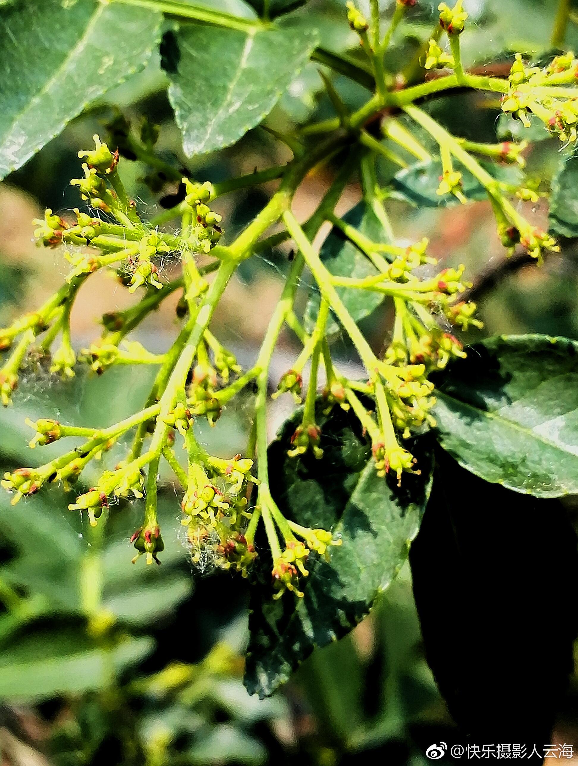 植物花卉花椒花