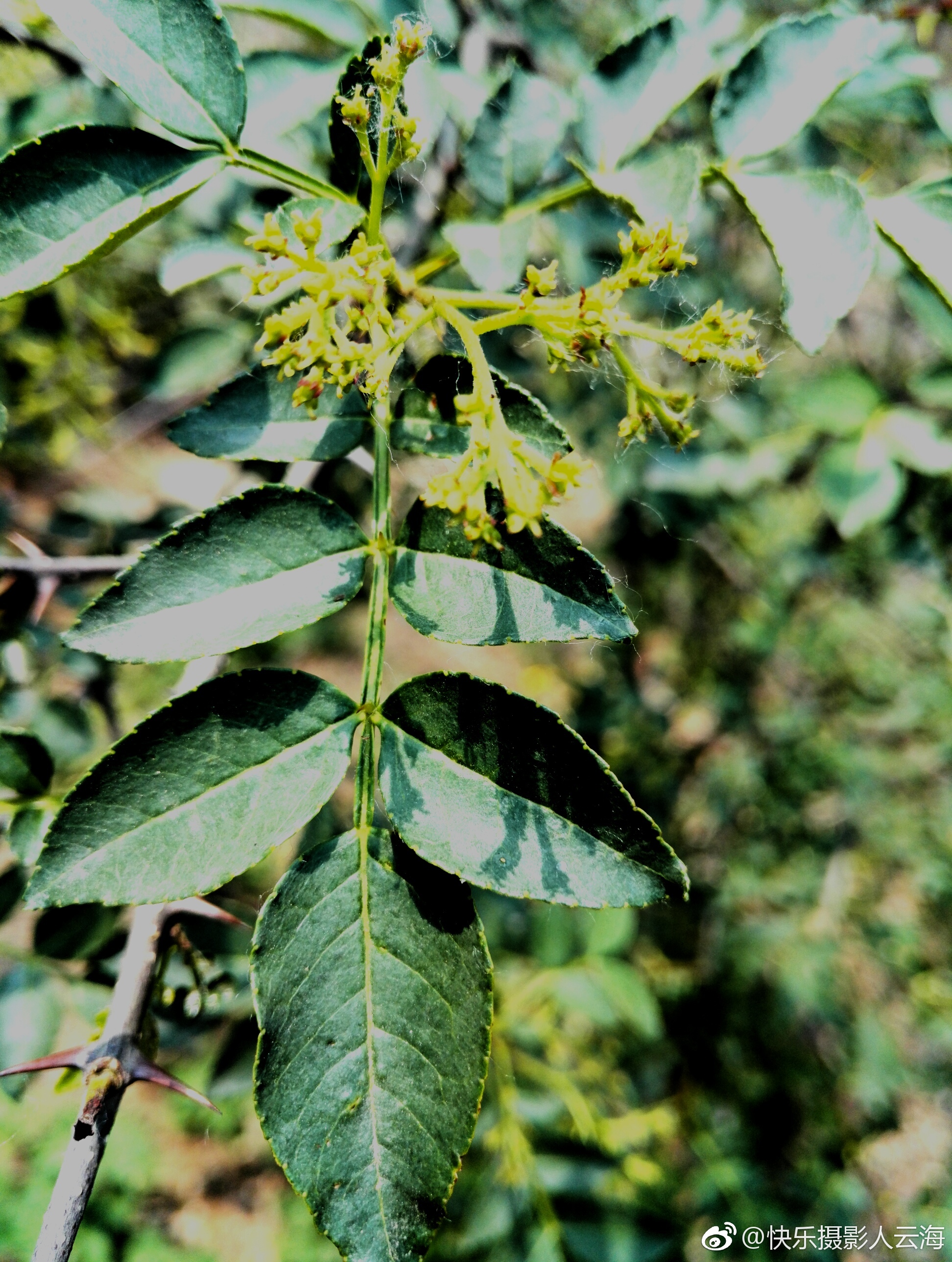 植物花卉,花椒花.