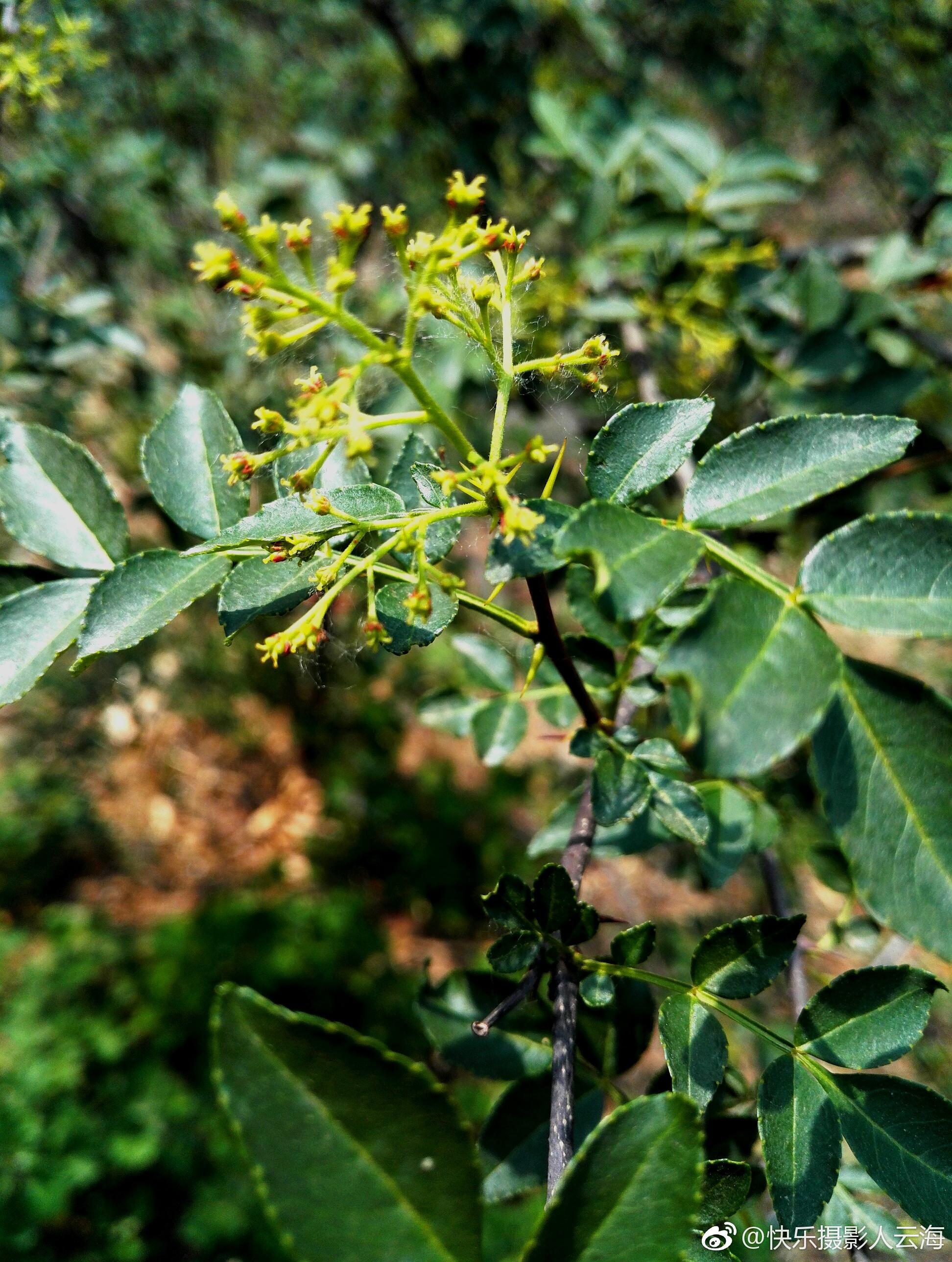 植物花卉花椒花