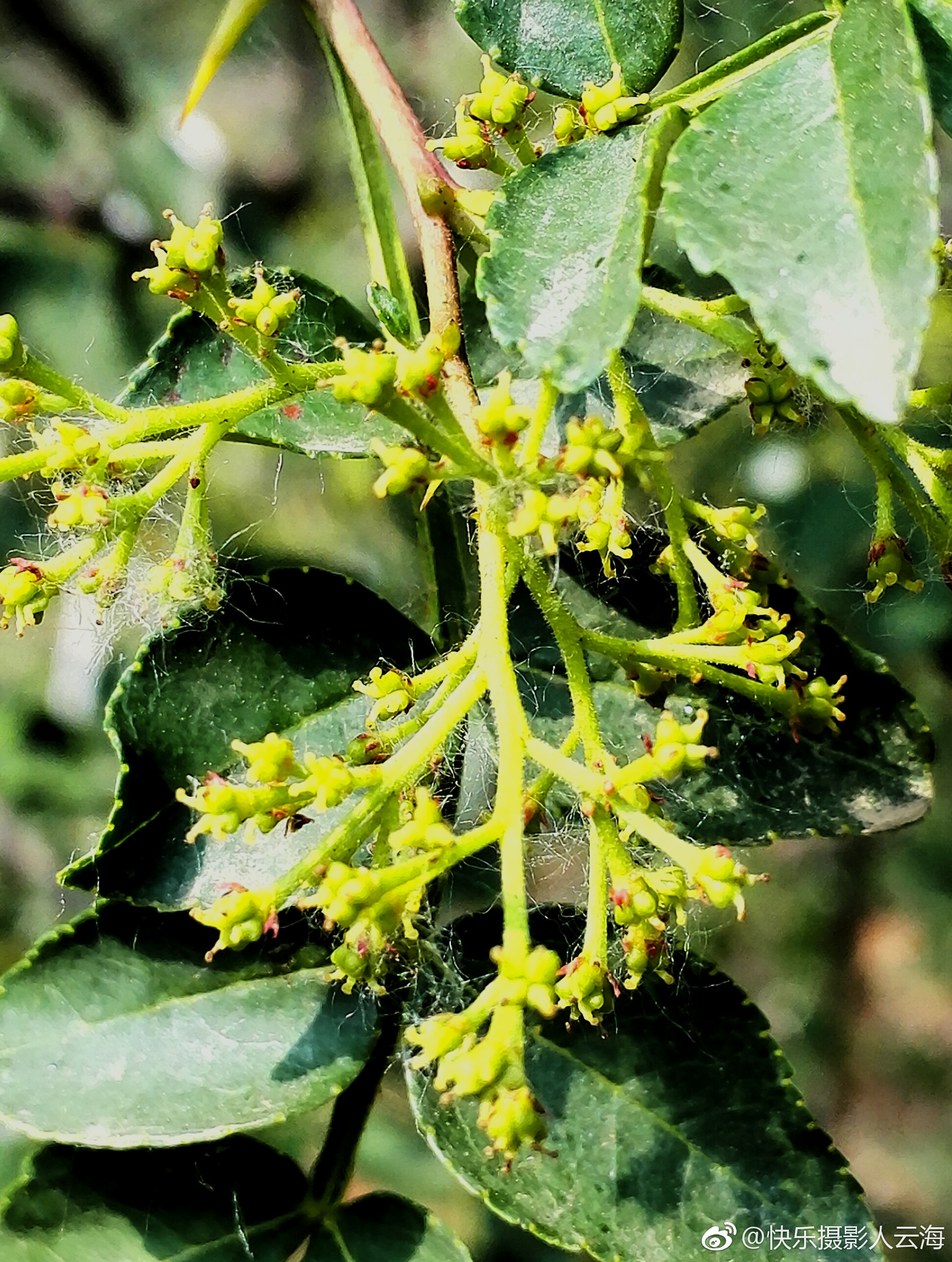 植物花卉花椒花