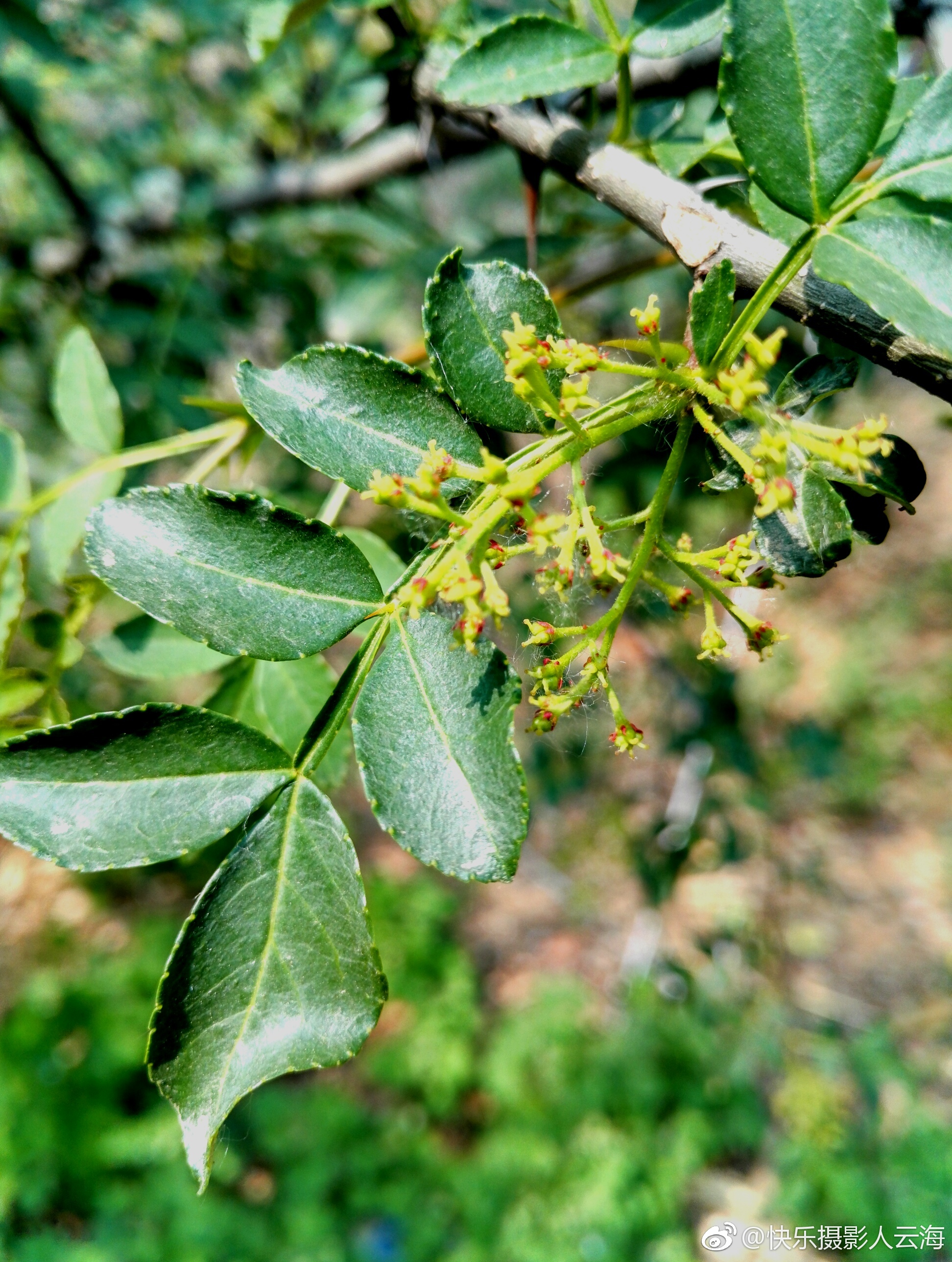 植物花卉,花椒花.|花卉|花椒|植物_新浪新闻