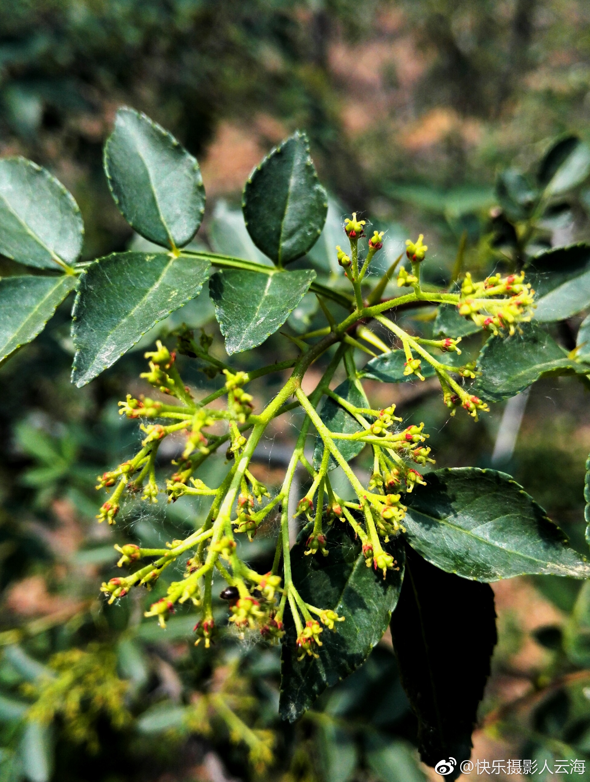 植物花卉花椒花
