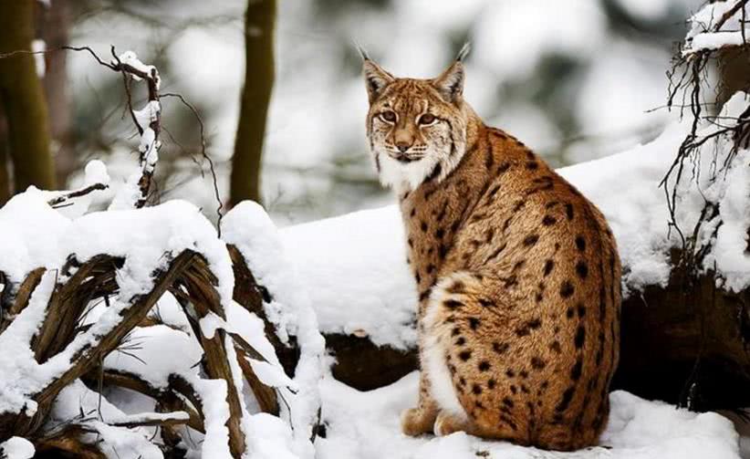 是欧洲本土现存最大的猫科动物,也是全球范围内最稀有的猫科动物之一