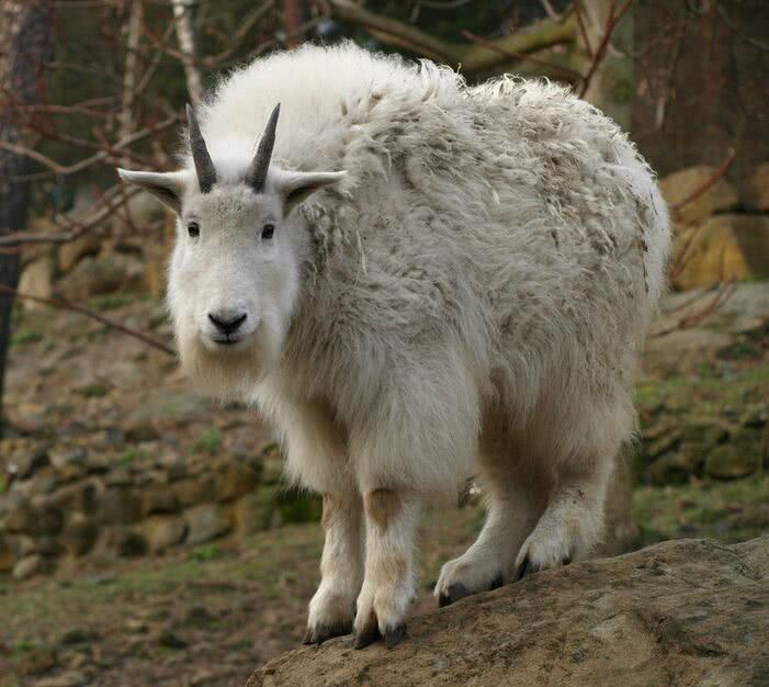 世界上最神奇的羊,有着一身"轻功",能在悬崖峭壁上随意行走!