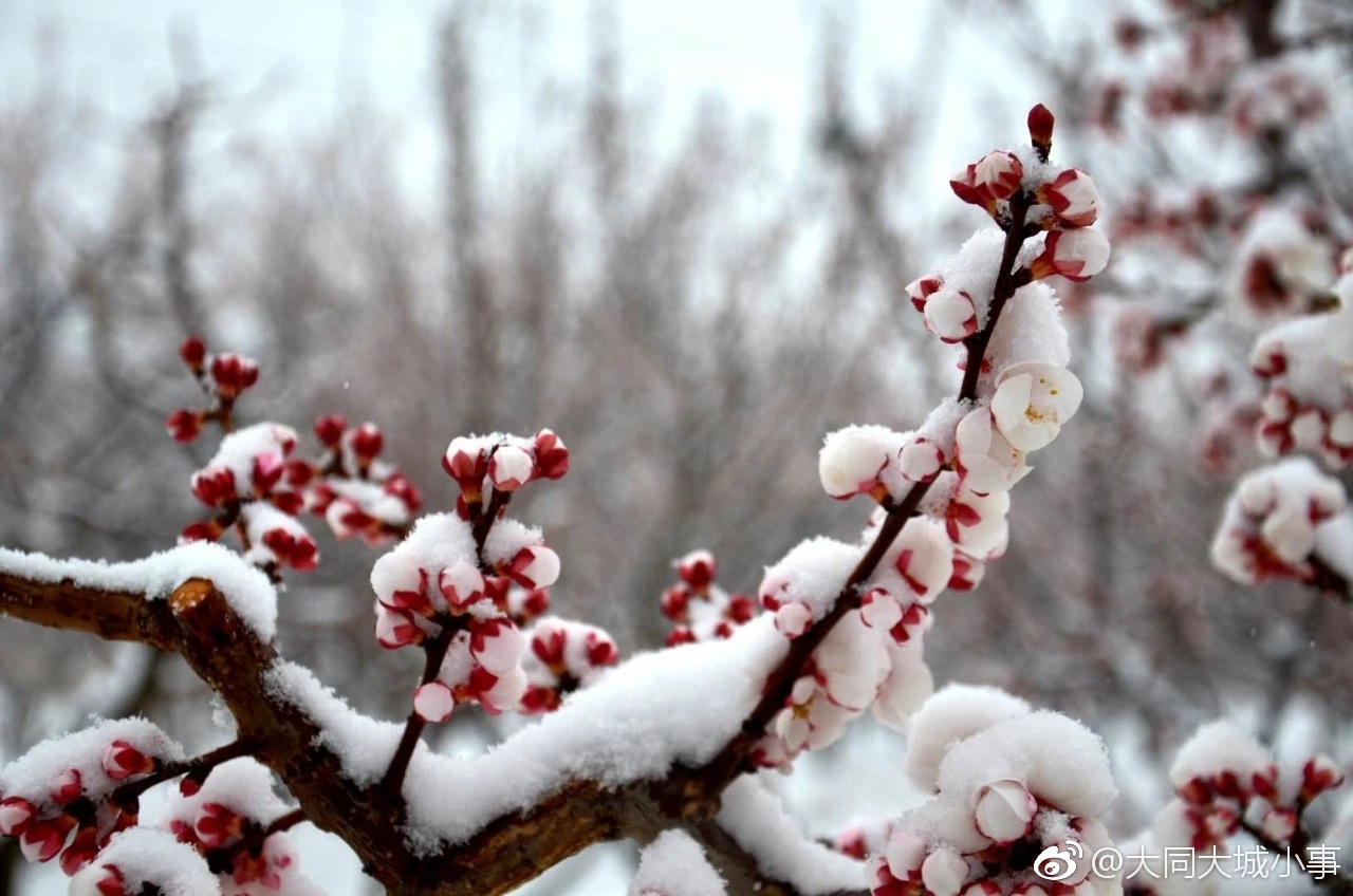 阳高杏花节10日如期而至绝不爽约