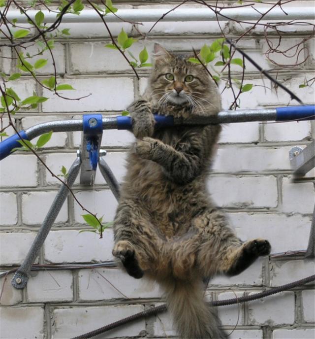 高手其实都在动物界会劈叉的松鼠你见过么