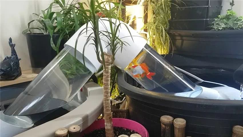 主人自制黑科技设备,金鱼也能在两个鱼缸之间随意旅行了