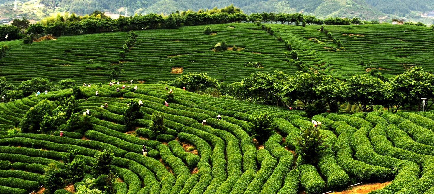 旅拍永福高山茶种植基地 一抹苍翠描摹了荒野